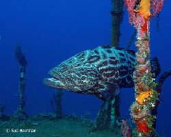 Black Grouper above the Halliburton pilot house in Utila by Susan Beerman 